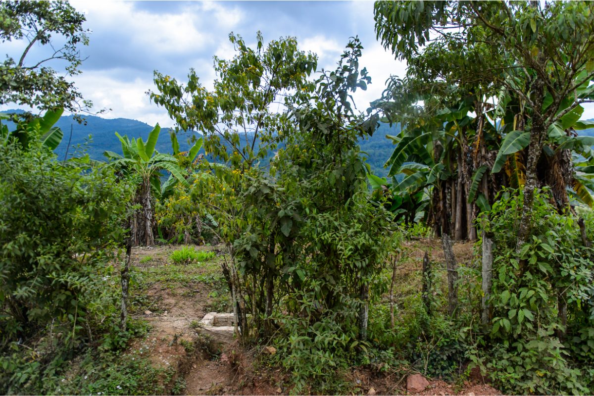 exploration jungle de Chiapas