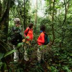 Exploration de la biodiversité : La richesse des jungles du Chiapas exploration-de-la-jungle-de-chiapas
